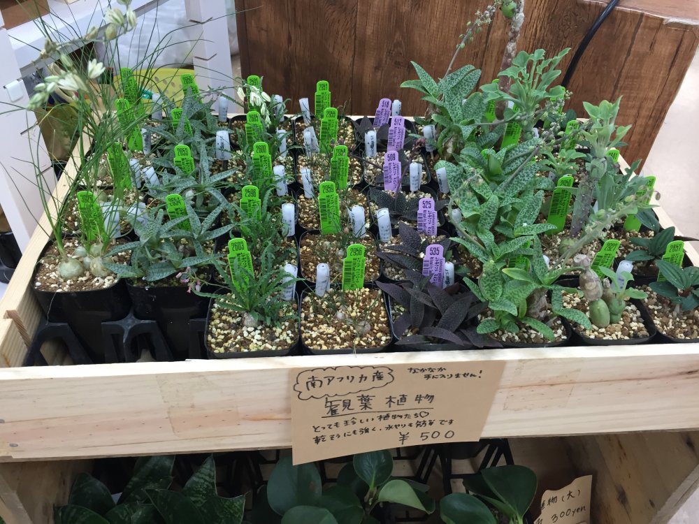 南アフリカ産の観葉植物が入荷しました おすすめ商品 有限会社山本商店